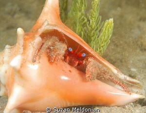 Redbanded Hermit Crab- trying on a conch for size! by Suzan Meldonian 